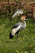 Jeřáb královský (Balearica regulorum gibbericeps) . ZOO Zlín