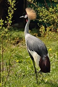 Jeřáb královský (Balearica regulorum gibbericeps) . ZOO Zlín