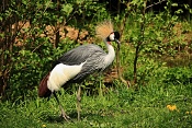 Jeřáb královský (Balearica regulorum gibbericeps) . ZOO Zlín