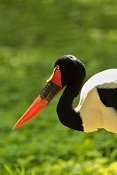Čáp sedlatý (Ephippiorhynchus senegalensis) . ZOO Zlín