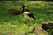 Čáp sedlatý (Ephippiorhynchus senegalensis) . ZOO Zlín