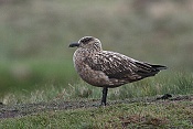 Chaluha velká (Stercorarius skua)