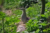Volavka nádherná (Ardeola speciosa) . ZOO Zlín