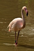 Plameňák růžový (Phoenicopterus ruber roseus) . ZOO Zlín
