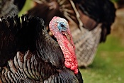 Krocan divoký (Meleagris gallopavo f. domestica) . ZOO Zlín