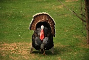Krocan divoký (Meleagris gallopavo f. domestica) . ZOO Zlín