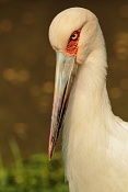 Čáp jihoamerický (Ciconia maguari) . ZOO Zlín
