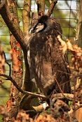Výr bělavý (Bubo lacteus) . ZOO Zlín