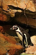 Tučnák Humboldtův (Spheniscus humboldti) . ZOO Zlín