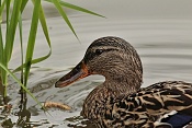 Kachna divoká ♀ (Anas platyrhynchos). Rybník Srpek. Kuřim