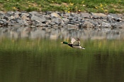 Kachna divoká ♂ (Anas platyrhynchos). Rybník Srpek. Kuřim