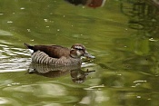 Kachnička šedoboká (Callonetta leucophrys) . ZOO Hodonín