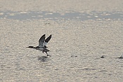 Morčák velký ( Mergus merganser)