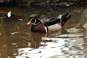 Kachnička karolinská(Aix sponsa) . ZOO Hodonín