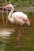 Plameňák růžový (Phoenicopterus rubes roseus) . ZOO Hodonín