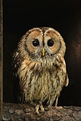 Puštík obecný (Strix aluco) . ZOO Hodonín