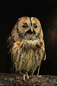 Puštík obecný (Strix aluco) . ZOO Hodonín
