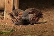 Koroptev polní (Perdix perdix) . ZOO Hodonín