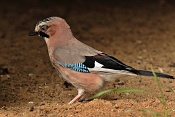 Sojka obecná (Garrulus glandarius) . ZOO Hodonín