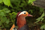 Kachnička mandarínská (Aix galericulata) . ZOO Hodonín