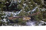 Výr velký (Bubo bubo) - Herálec (ČR)