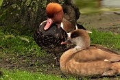 Zrzohlávka rudozobá (Netta rufina) . ZOO Hodonín
