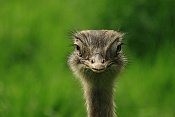 Nandu pampový (Rhe americana) . ZOO Hodonín
