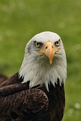 Orel bělohlavý (Haliaeetus leucocephalus). Park Lednice
