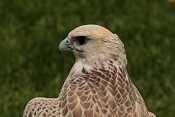 Sokol lovecký a raroh velký (Falco rusticulus + Falco churrug). Park Lednice