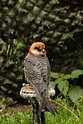 Poštolka rudonohá (Falco vespertinus). Park Lednice