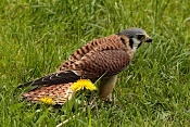 Poštolka vrabčí (Falco sparverius). Park Lednice