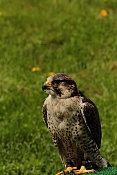 Raroh jižní (Falco biarmicus). Park Lednice