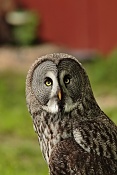 Puštík bradatý (Strix nebulosa). Park Lednice