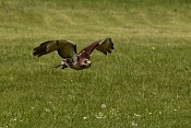 Káně lesní (Buteo buteo). Park Lednice