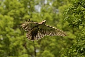 Káně lesní (Buteo buteo). Park Lednice