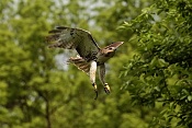 Káně lesní (Buteo buteo). Park Lednice