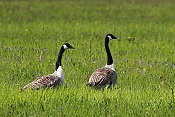 Berneška velká ( Branta canadensis)