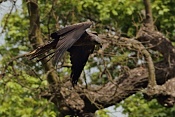 Luňák hnědý (Milvus migrans). Park Lednice