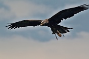 Luňák hnědý (Milvus migrans). Park Lednice