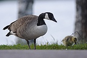 Berneška velká ( Branta canadensis)