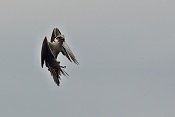 Raroh velký (Falco cherrug). Park Lednice