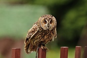 Puštík obecný (Strix aluco). Park Lednice