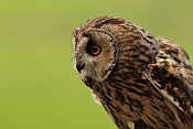 Puštík obecný (Strix aluco). Park Lednice