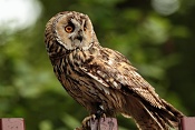 Puštík obecný (Strix aluco). Park Lednice