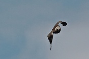 Sokol lovecký a raroh velký (Falco rusticulus + Falco churrug). Park Lednice