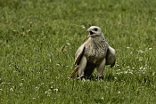 Sokol lovecký a raroh velký (Falco rusticulus + Falco churrug). Park Lednice