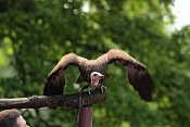 Sup kapucín (Necrosyrtes monachus). Park Lednice