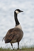 Berneška velká ( Branta canadensis)