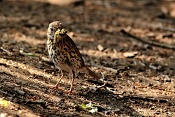 Drozd zpěvný (Turdus philomelos). Park Lednice