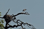 Volavka popelavá  (Ardea cinerea). Park Lednice